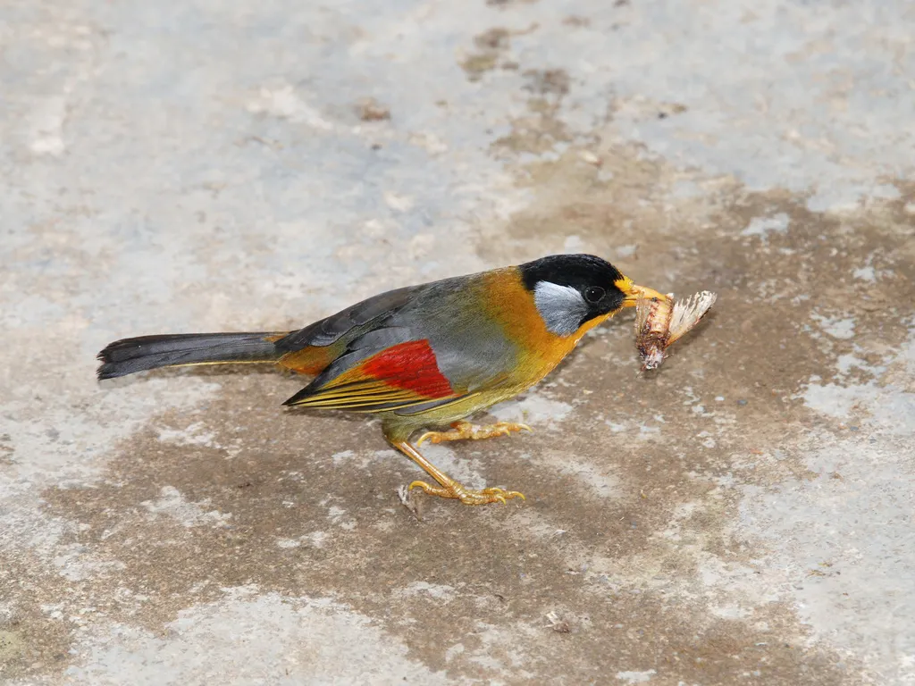 银耳相思鸟(Leiothrix argentauris)