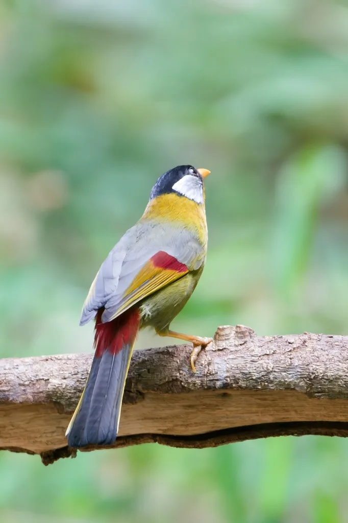 银耳相思鸟(Leiothrix argentauris)