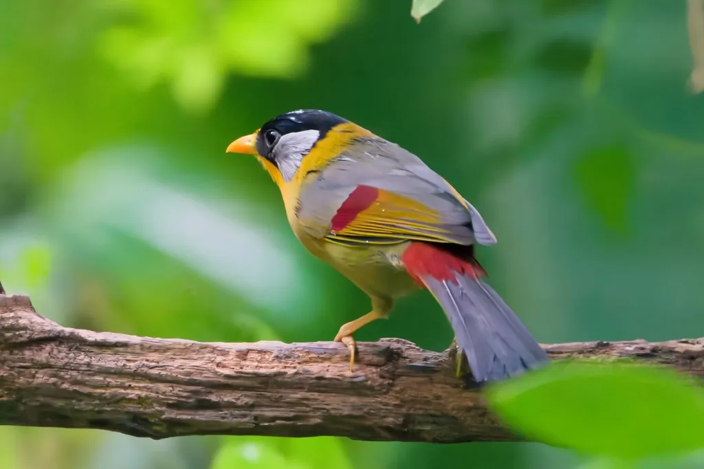 银耳相思鸟(Leiothrix argentauris)