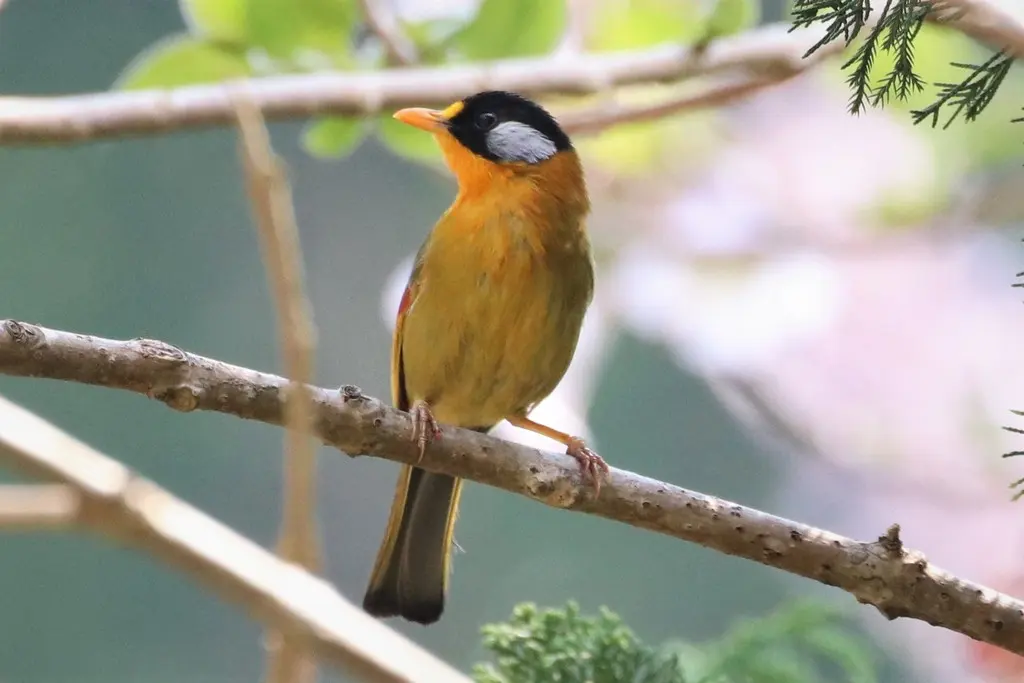 银耳相思鸟(Leiothrix argentauris)