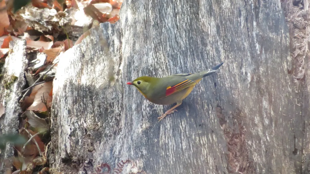 红嘴相思鸟(Leiothrix lutea)