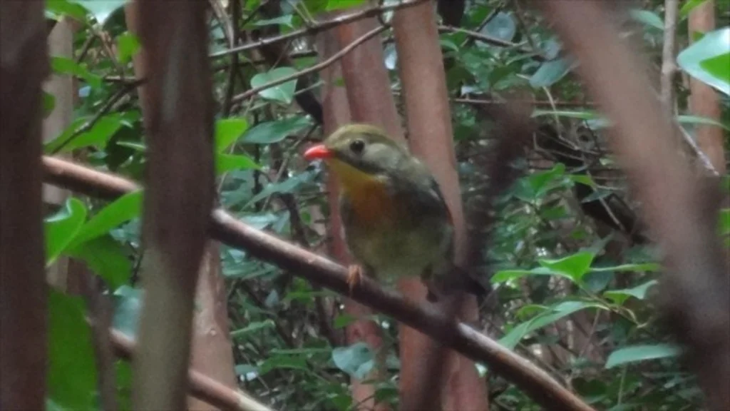 红嘴相思鸟(Leiothrix lutea)
