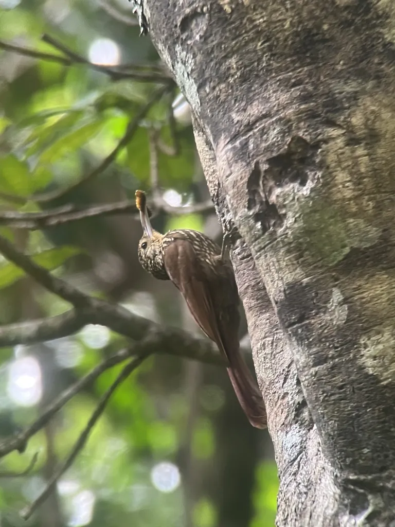 斑顶䴕雀(Lepidocolaptes affinis)