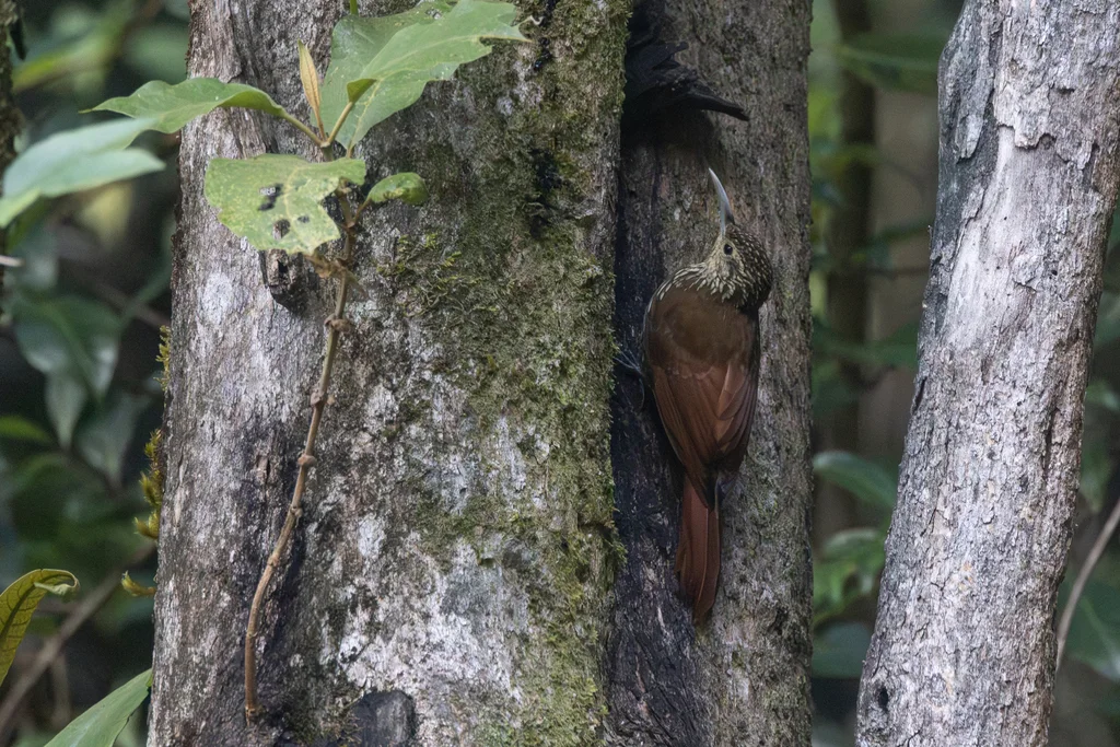 斑顶䴕雀(Lepidocolaptes affinis)