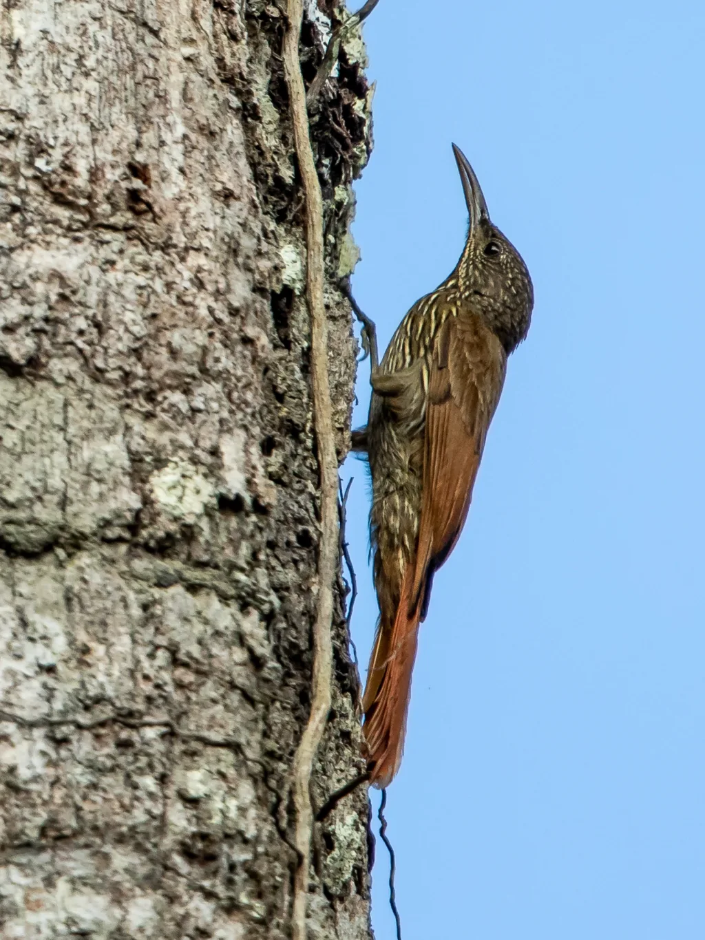 线纹䴕雀(Lepidocolaptes albolineatus)