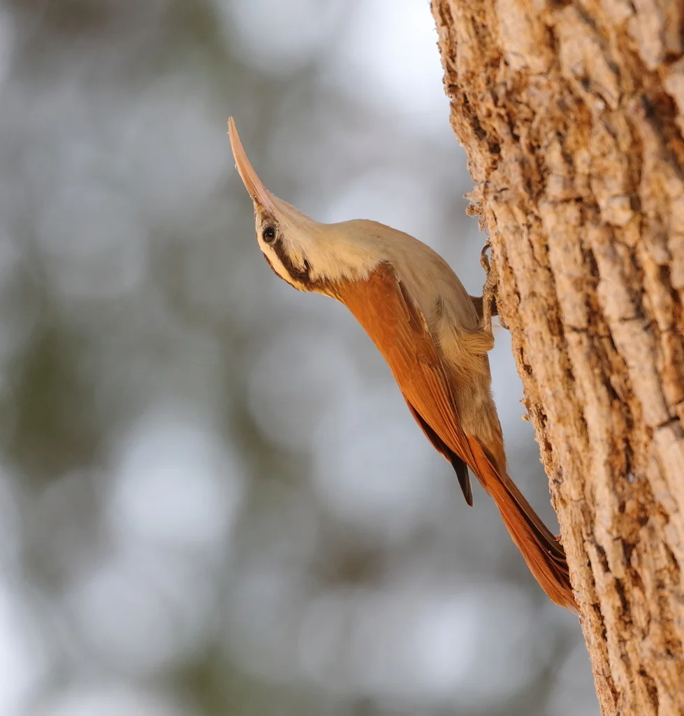 窄嘴䴕雀(Lepidocolaptes angustirostris)
