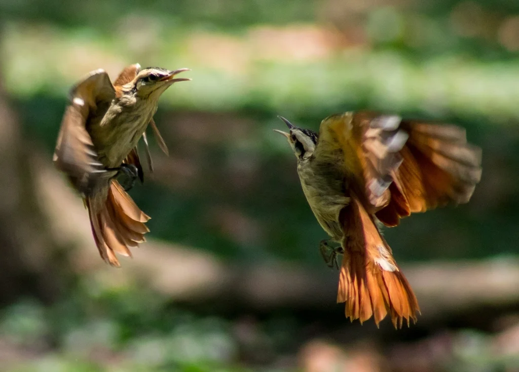 窄嘴䴕雀(Lepidocolaptes angustirostris)