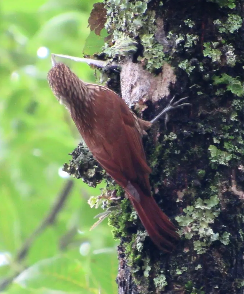 扇形䴕雀(Lepidocolaptes falcinellus)