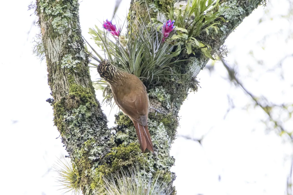 扇形䴕雀(Lepidocolaptes falcinellus)