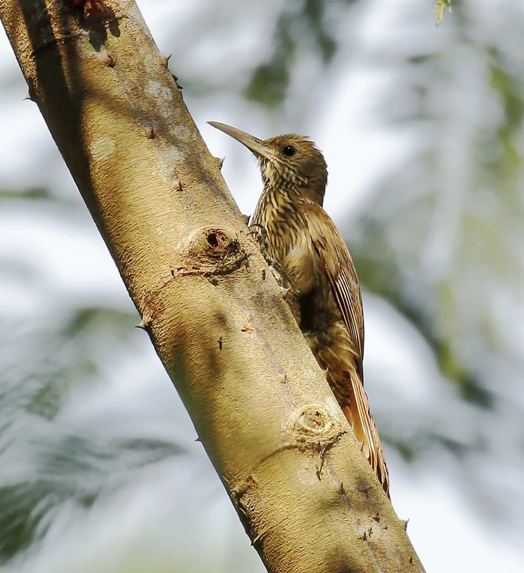 伊河䴕雀(Lepidocolaptes fatimalimae)
