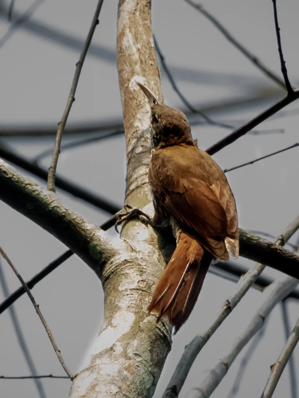 暗冠䴕雀(Lepidocolaptes fuscicapillus)
