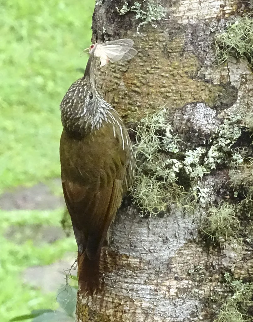 山䴕雀(Lepidocolaptes lacrymiger)