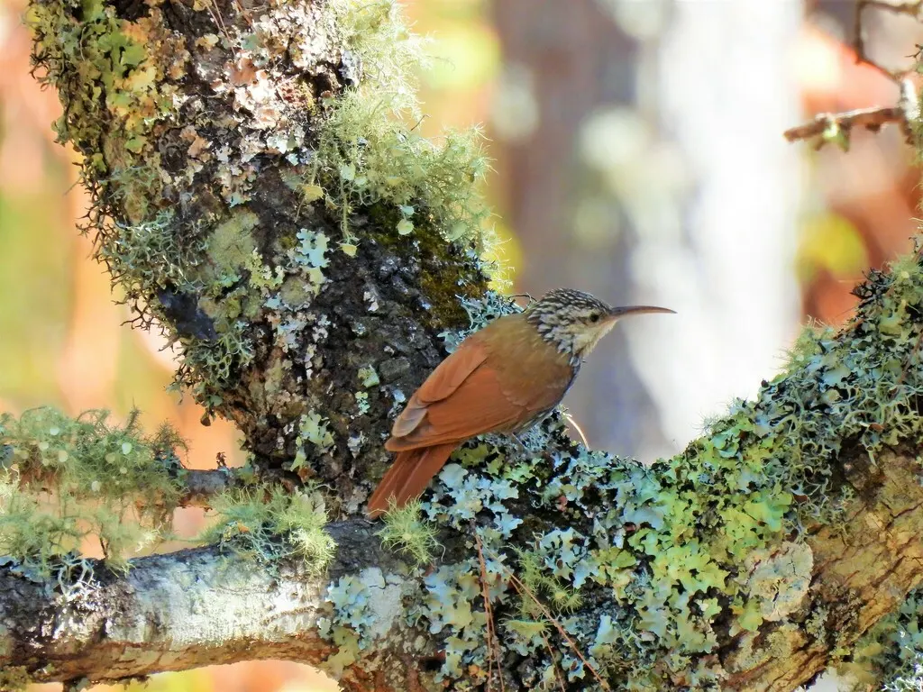 白纹䴕雀(Lepidocolaptes leucogaster)
