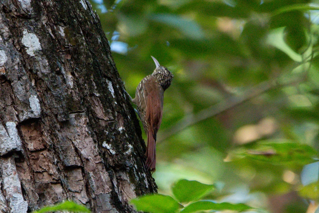 纹头䴕雀(Lepidocolaptes souleyetii)