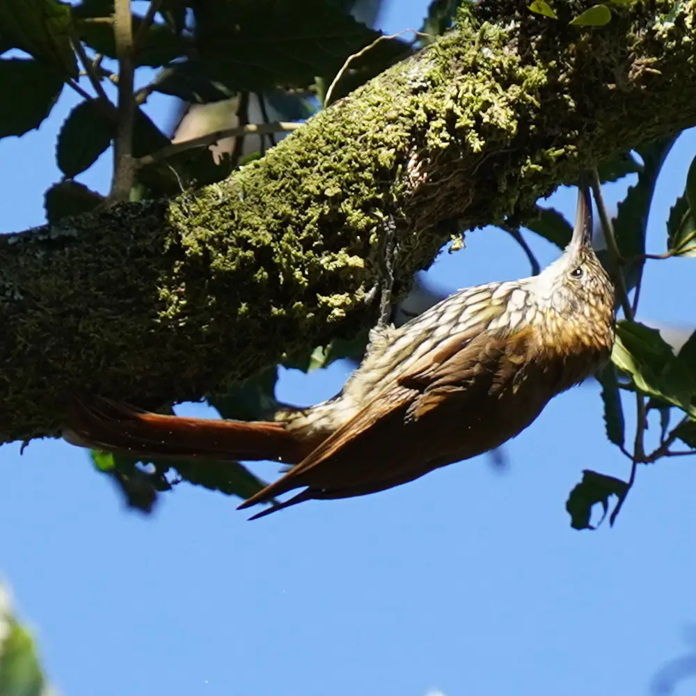 鳞斑䴕雀(Lepidocolaptes squamatus)