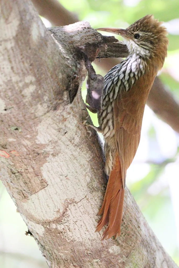 鳞斑䴕雀(Lepidocolaptes squamatus)