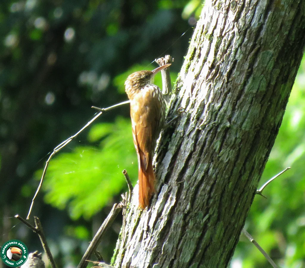 鳞斑䴕雀(Lepidocolaptes squamatus)