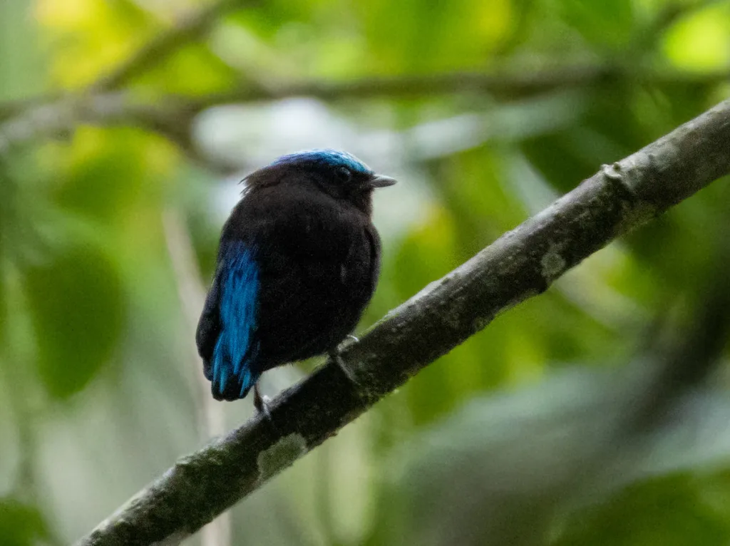 蓝头娇鹟(Lepidothrix coeruleocapilla)