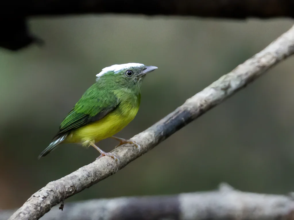 白顶娇鹟(Lepidothrix nattereri)
