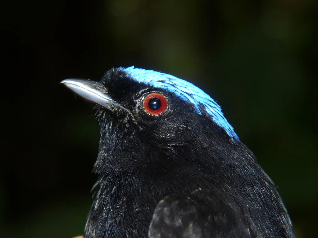 柔羽娇鹟(Lepidothrix velutina)