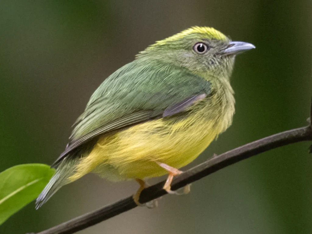 金冠娇鹟(Lepidothrix vilasboasi)