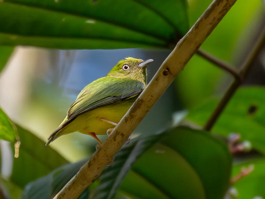金冠娇鹟(Lepidothrix vilasboasi)
