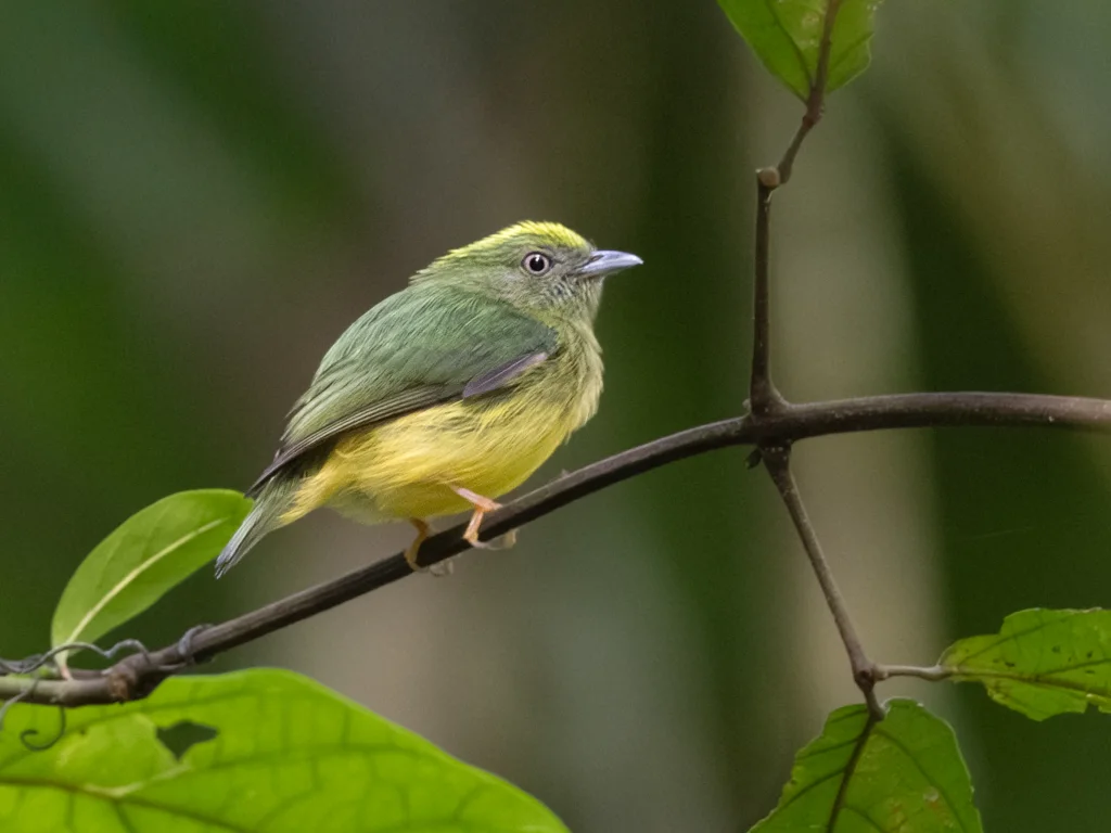 金冠娇鹟(Lepidothrix vilasboasi)