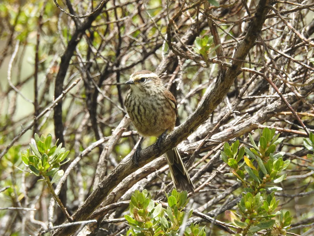 安第斯针尾雀(Leptasthenura andicola)
