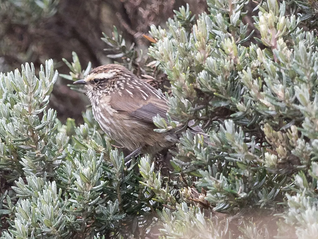 安第斯针尾雀(Leptasthenura andicola)