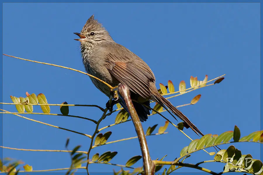 须针尾雀（Leptasthenura platensis）