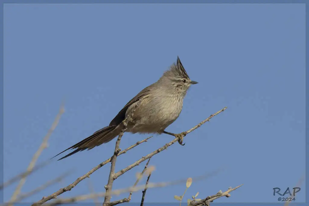须针尾雀（Leptasthenura platensis）