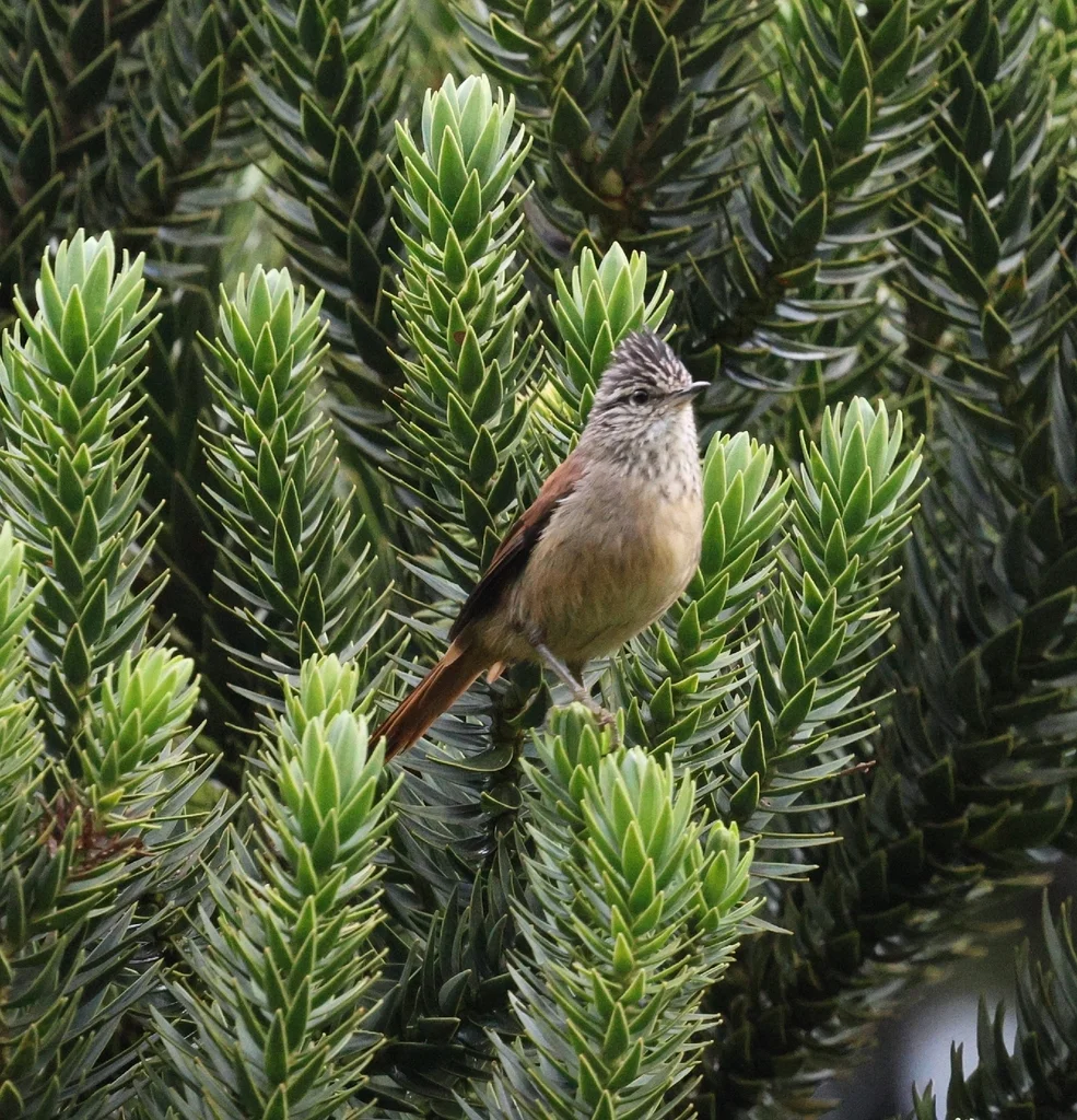 南美针尾雀(Leptasthenura setaria)