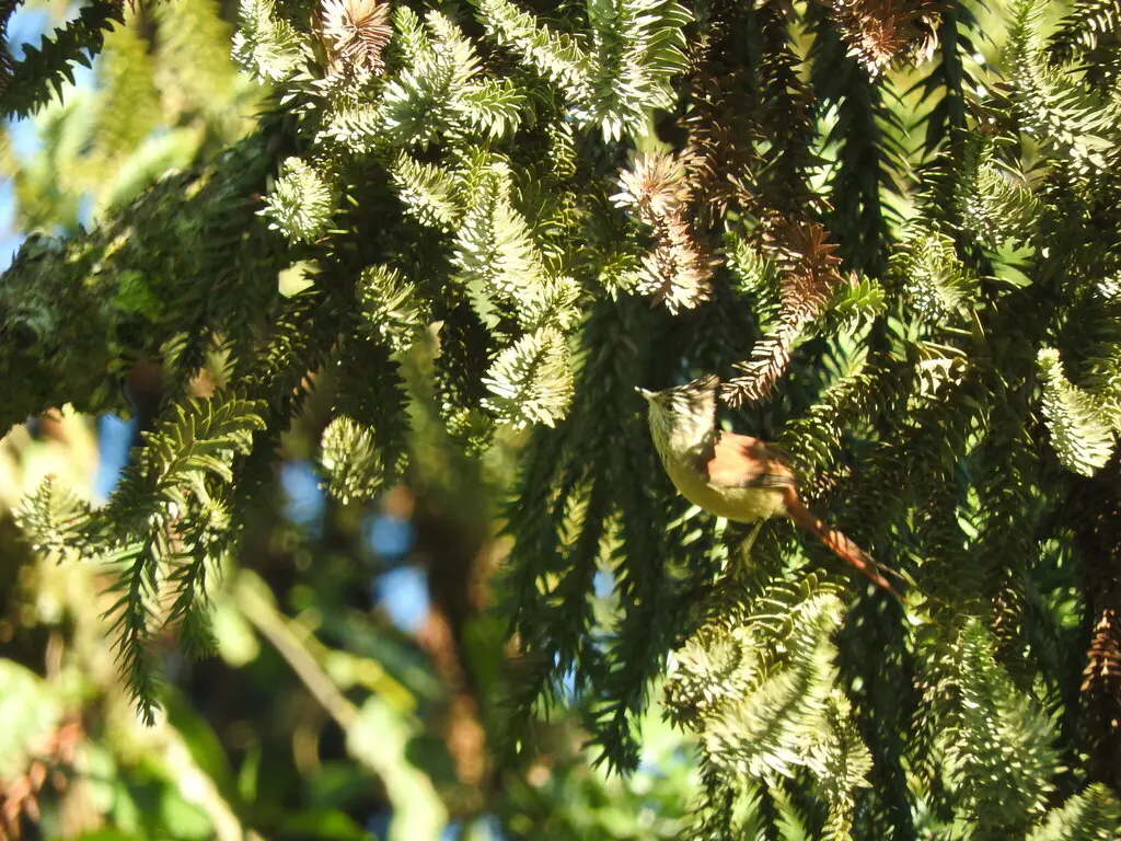 南美针尾雀(Leptasthenura setaria)