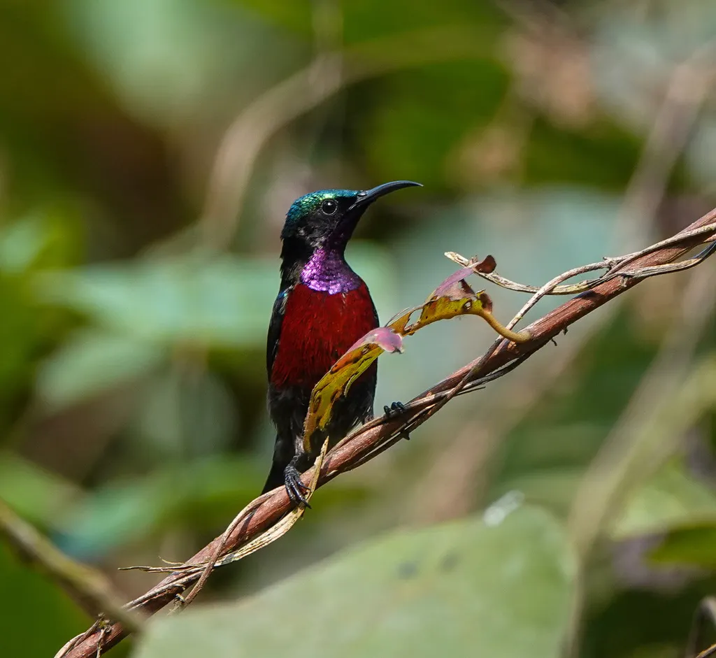 蓝肩花蜜鸟(Leptocoma brasiliana)