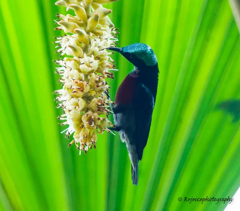 蓝肩花蜜鸟(Leptocoma brasiliana)