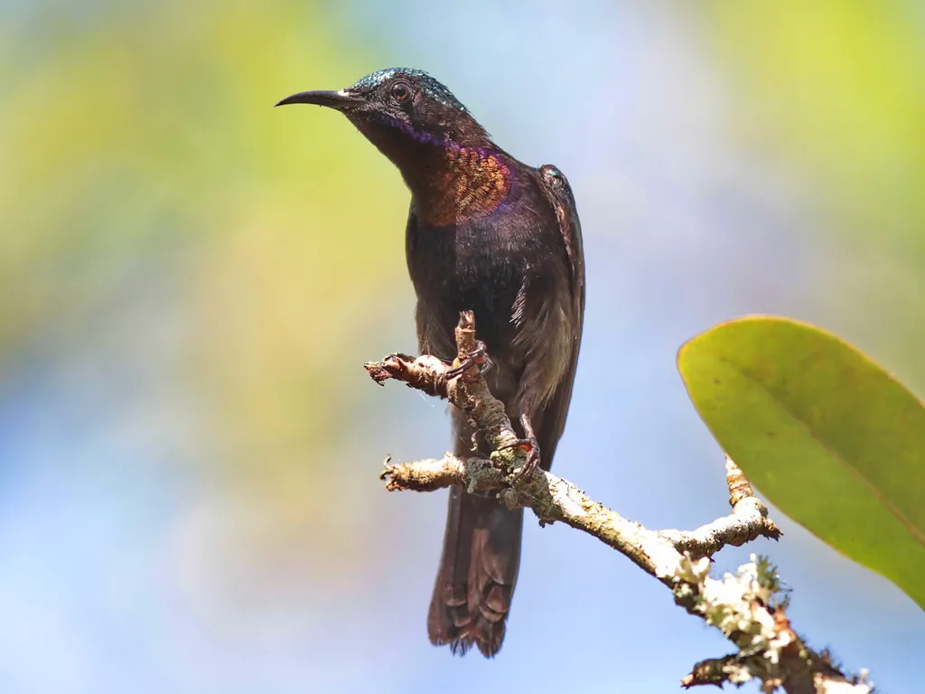 铜喉花蜜鸟(Leptocoma calcostetha)