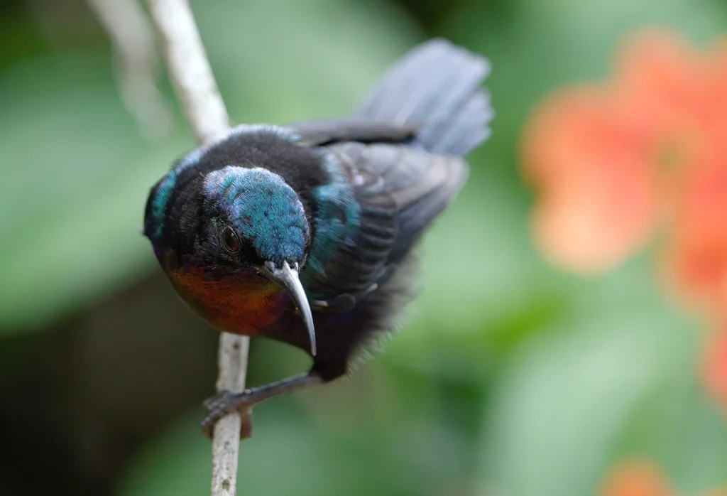 铜喉花蜜鸟(Leptocoma calcostetha)