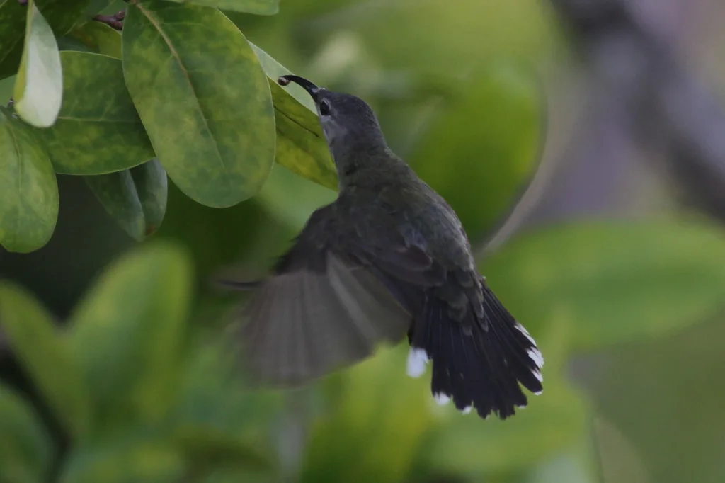 铜喉花蜜鸟(Leptocoma calcostetha)