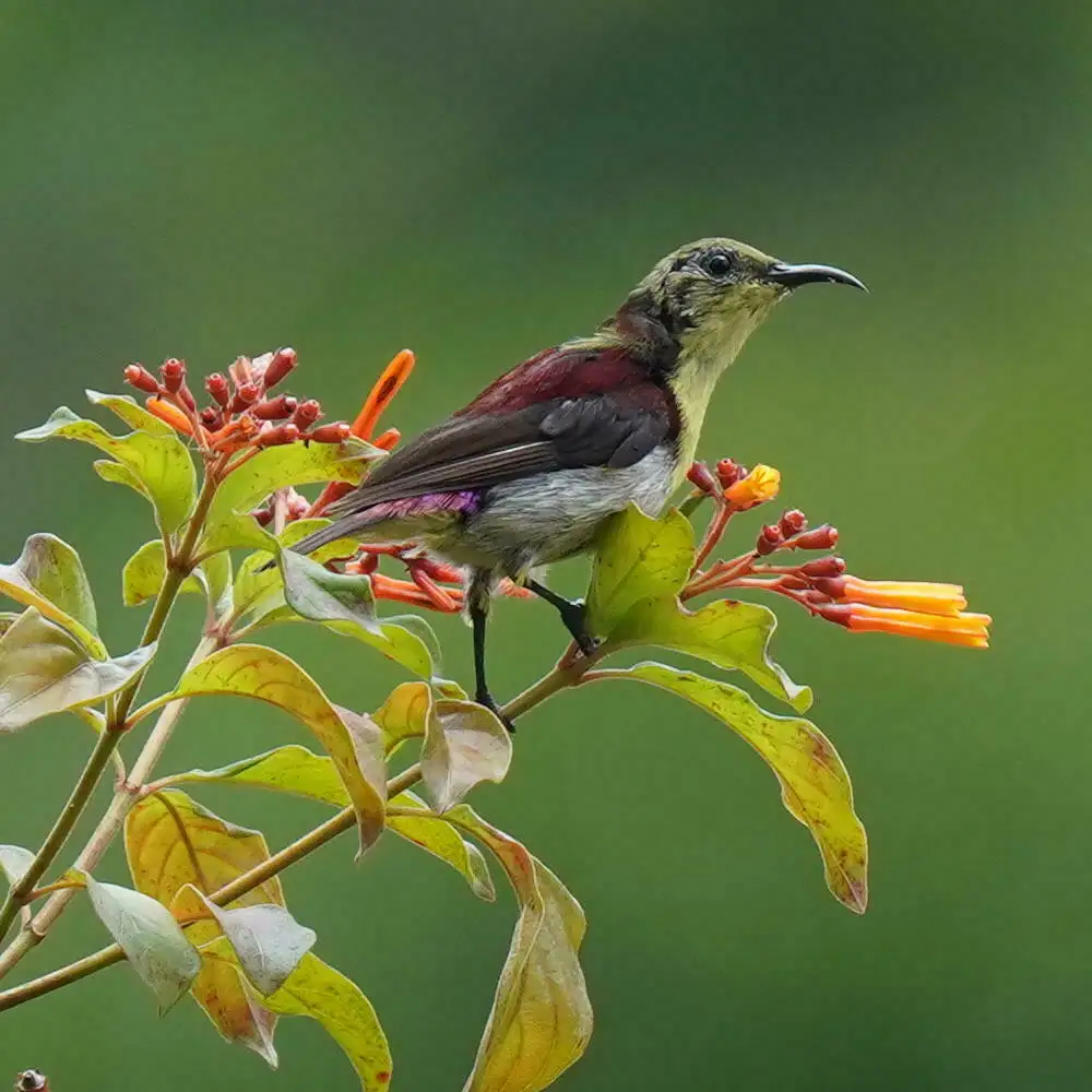 小花蜜鸟(Leptocoma minima)