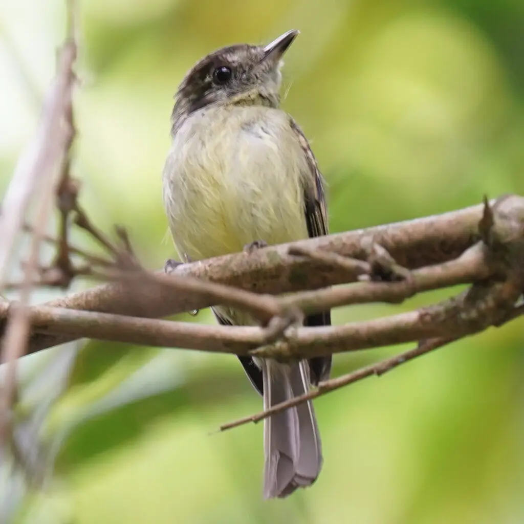 棕顶窄嘴霸鹟(Leptopogon amaurocephalus)