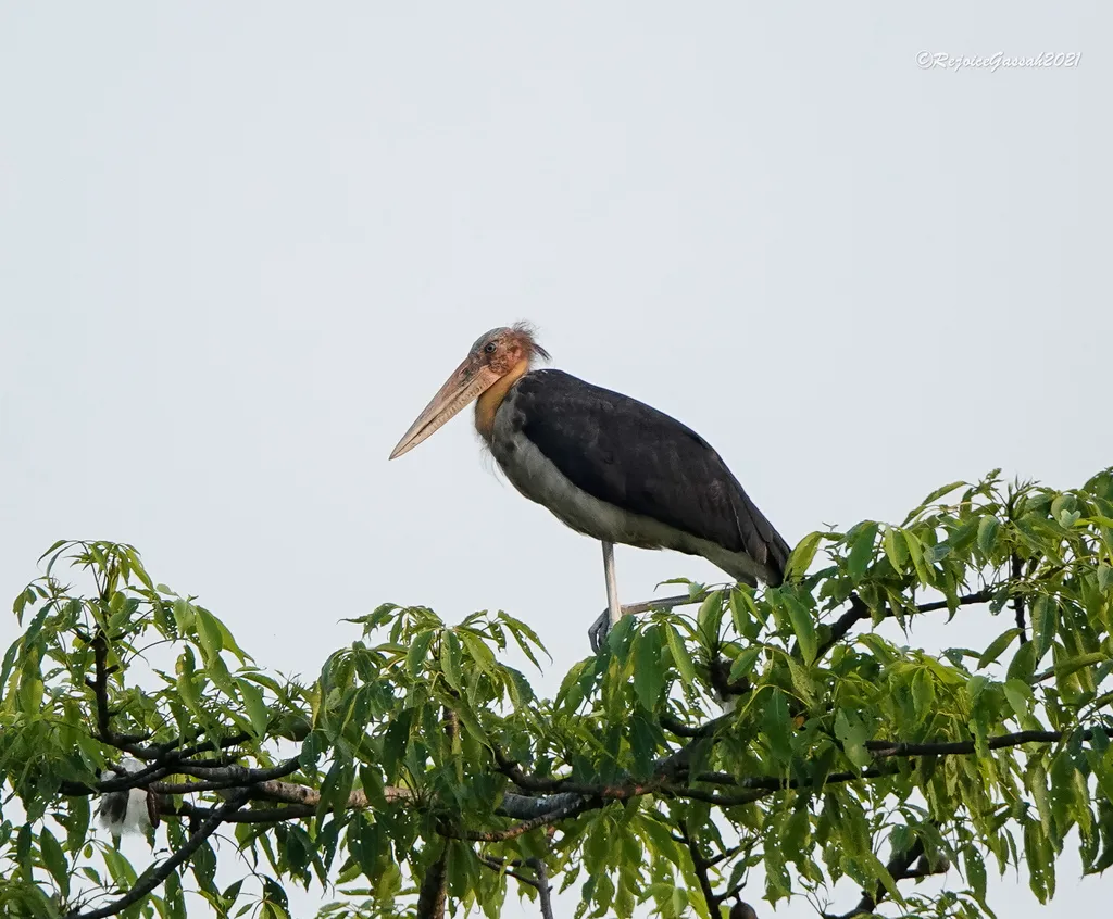 秃鹳(Leptoptilos javanicus)