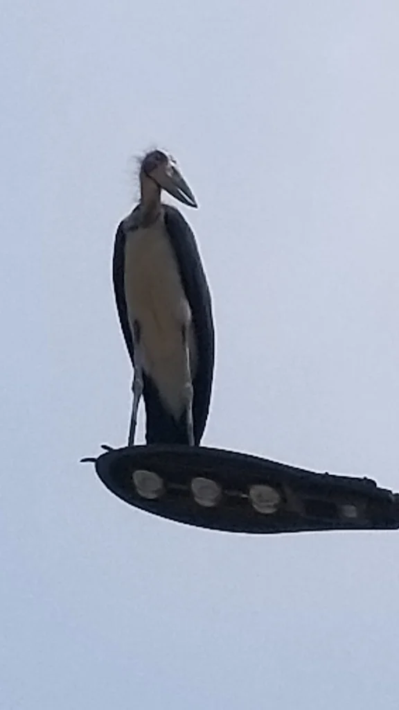 秃鹳(Leptoptilos javanicus)