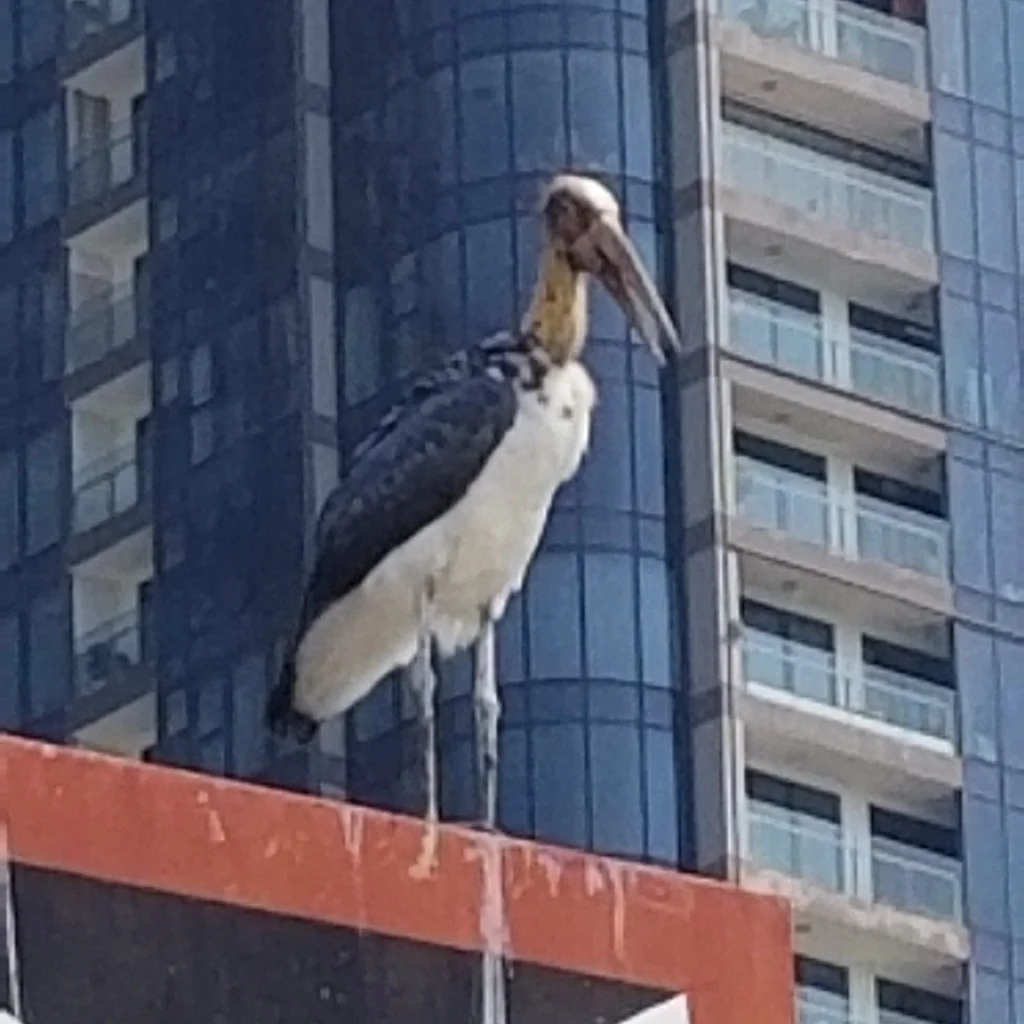 秃鹳(Leptoptilos javanicus)