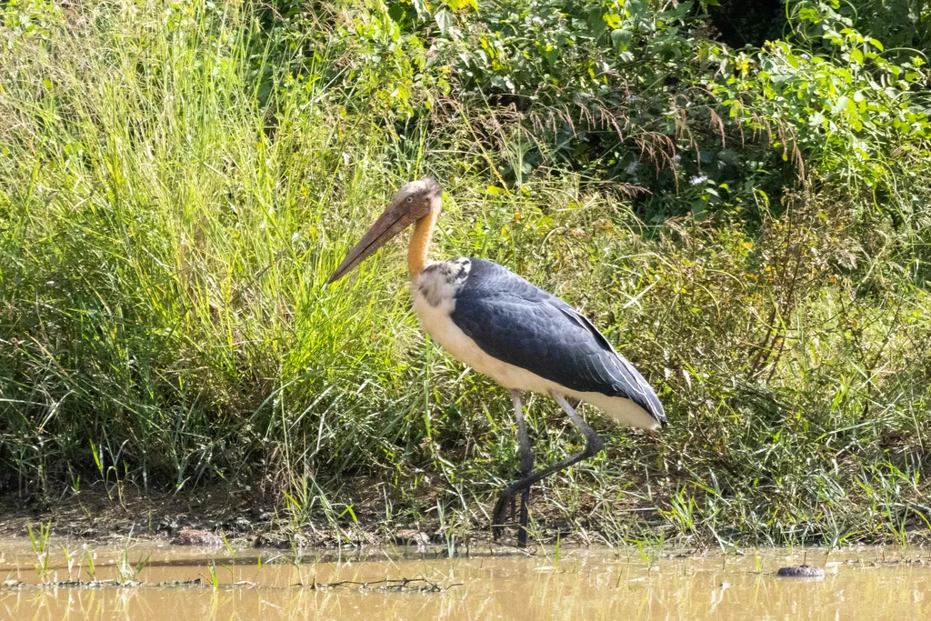 秃鹳(Leptoptilos javanicus)