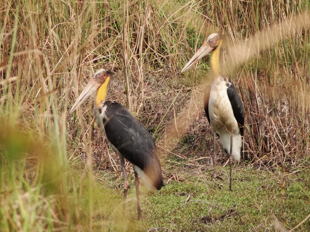 秃鹳(Leptoptilos javanicus)