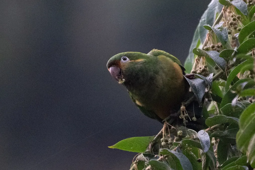 金羽鹦哥(Leptosittaca branickii)