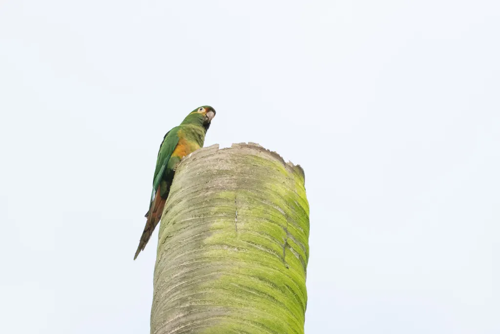 金羽鹦哥(Leptosittaca branickii)