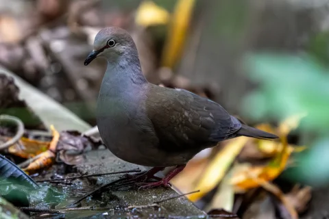灰胸棕翅鸠