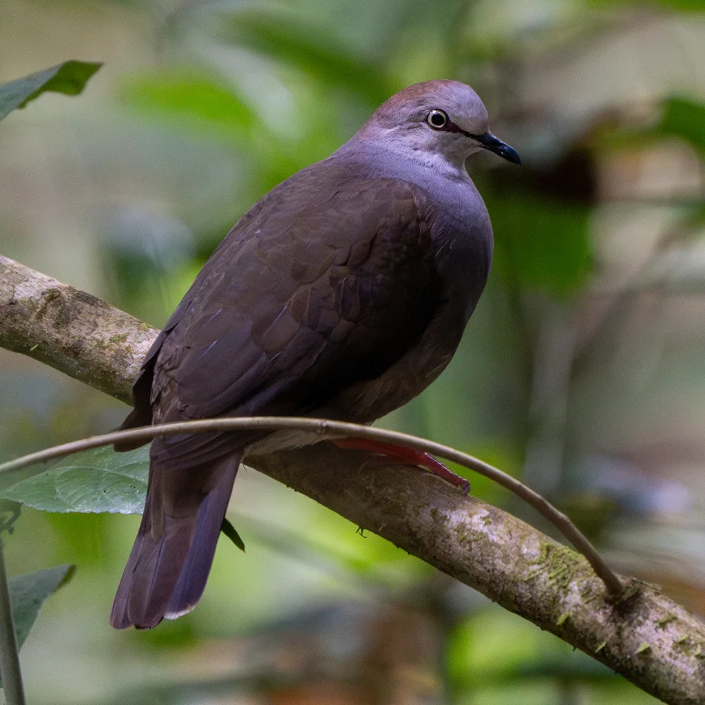 灰胸棕翅鸠(Leptotila cassinii)