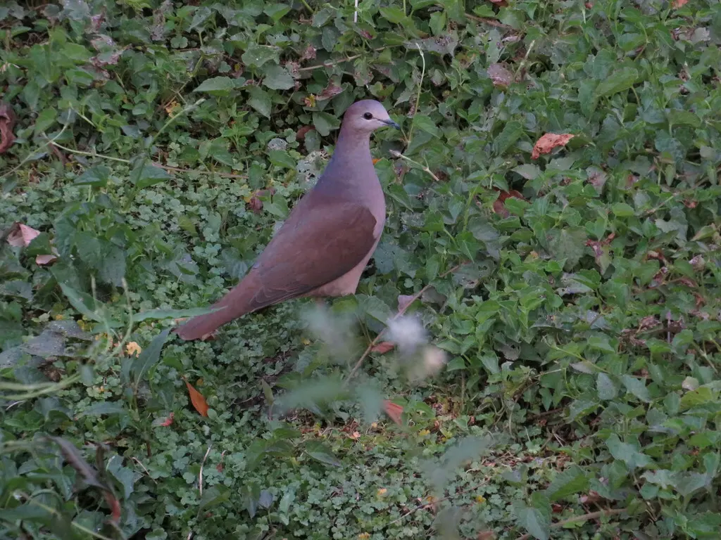 大尾棕翅鸠（Leptotila megalura）